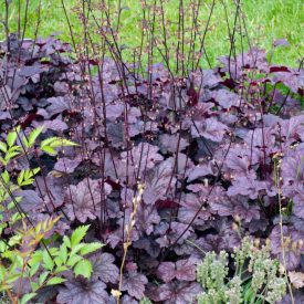 Heuchera FOREVER 'Purple'-Tűzeső