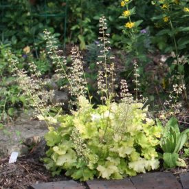 Heuchera 'Lime Marmalade'-Tűzeső
