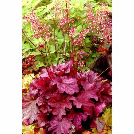 Heuchera 'Peach Smoothie'-Tűzeső