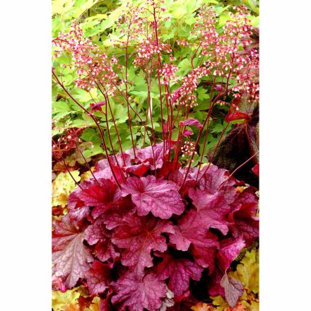 Heuchera 'Peach Smoothie'-Tűzeső