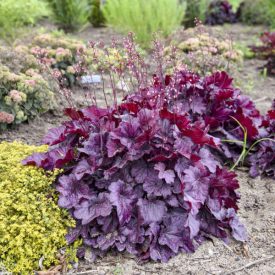 Heuchera 'Wild Rose'-Tűzeső