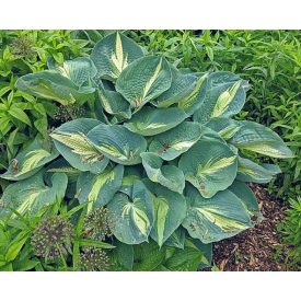 Hosta SHADOWLAND 'Hudson Bay'-Árnyékiliom
