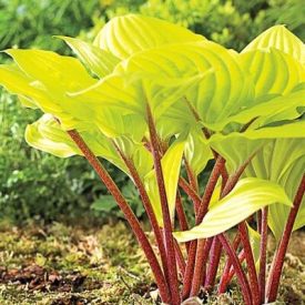 Hosta 'Fire Island'-Árnyékiliom