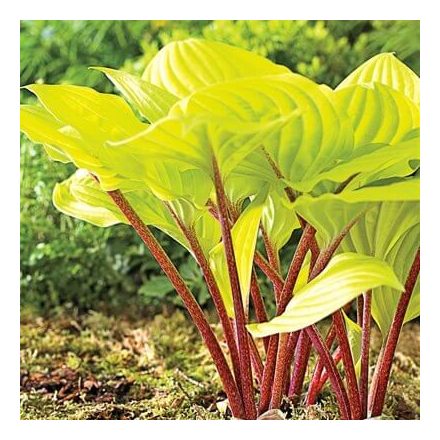 Hosta 'Fire Island'-Árnyékiliom