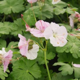 Geranium x cantabrigiense 'Biokovo'-Gólyaorr