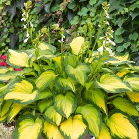 Hosta 'Orange Marmalade'-Árnyékiliom