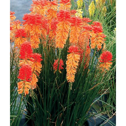 Kniphofia POCO Sunset-Fáklyaliliom
