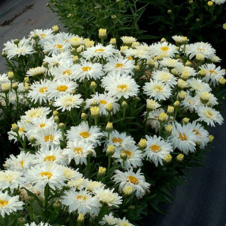 Leucanthemum 'Belgian Lace'-Margaréta