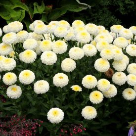 Leucanthemum 'Luna'-Margaréta