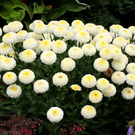 Leucanthemum 'Luna'-Margaréta