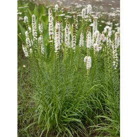   Liatris spicata 'Floristan Weiss'-Füzéres díszcsorba