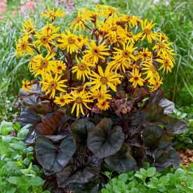 Ligularia dentata BrittMarie Crawford-kínai hamuvirág