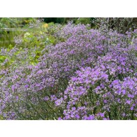   Limonium latifolium 'Violetta'-széleslevelű sóvirág