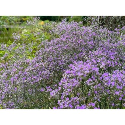 Limonium latifolium 'Violetta'-széleslevelű sóvirág