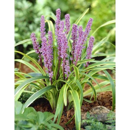 Liriope muscari 'Gold Banded'-gyöngyikés gyepliliom