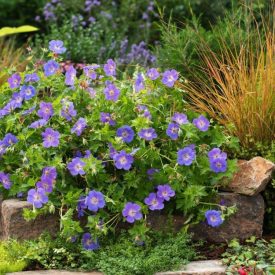Geranium 'Bloom me away'-Gólyaorr