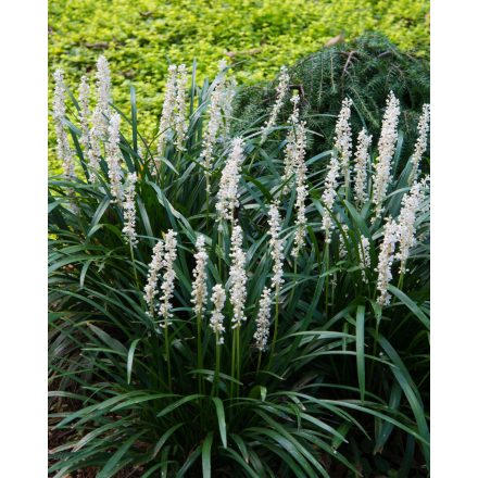 Liriope muscari 'Monroe White'-gyöngyikés gyepliliom