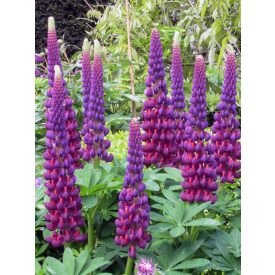 Lupinus polyphyllus WEST. Masterpiece-Csilagfürt