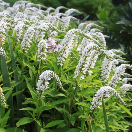 Lysimachia clethroides-Lizinka