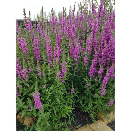 Lythrum virgatum 'Dropmore Scarlet'-Füzény