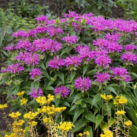 Monarda 'On Parade'-Méhbalzsam