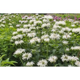 Monarda didyma 'Bee-Bright'-Méhbalzsam