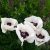 Papaver ori. 'Royal Wedding'-pipacs