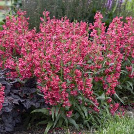 Penstemon QUARTZ 'Rose'-Bugatölcsér