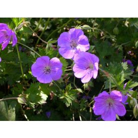 Geranium x hybridum 'Rozanne'-Gólyaorr