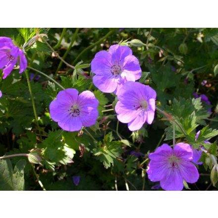 Geranium x hybridum 'Rozanne'-Gólyaorr