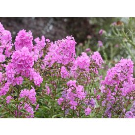 Phlox maculata 'Alpha'-Lángvirág