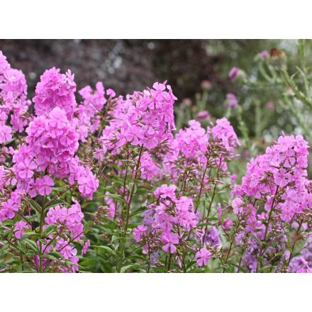 Phlox maculata 'Alpha'-Lángvirág
