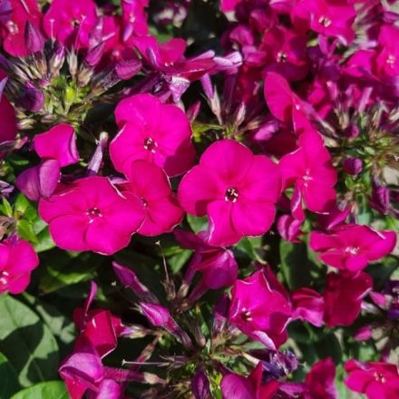 Phlox paniculata BAMBINI Cherry Crush-Lángvirág