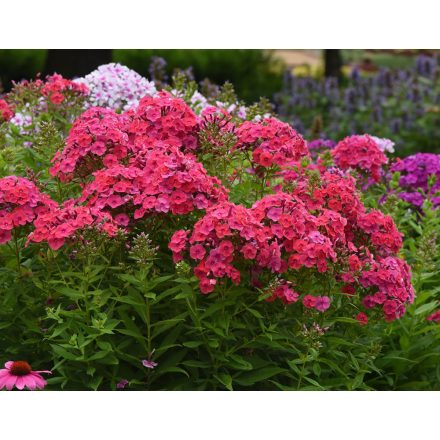 Phlox paniculata SUPER KA-POW Fuchsia-Lángvirág