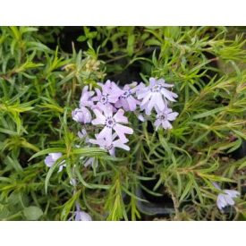 Phlox subulata FABULOUS 'Blue Violet'-Lángvirág