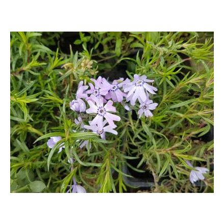 Phlox subulata FABULOUS 'Blue Violet'-Lángvirág