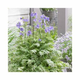 Polemonium yezoense 'Kaleidoscope'-Csatavirág