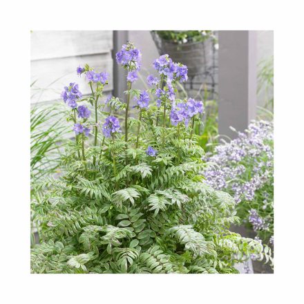 Polemonium yezoense 'Kaleidoscope'-Csatavirág