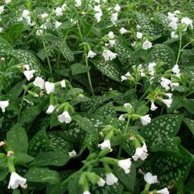 Pulmonaria offici. Sissinghurst White-Orvosi tüdőfű