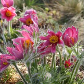 Pulsatilla vulgaris 'Prima Papagena'-Kökörcsin