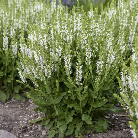 Salvia nemorosa 'Sensation Med. White-Ligeti zsálya