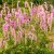 Sanguisorba hakusanen. Lilac Squirrel-Vérfű