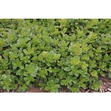Sedum hybridum-varjúháj
