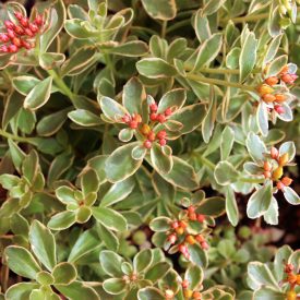 Sedum kamtschat. Variegatum-varjúháj