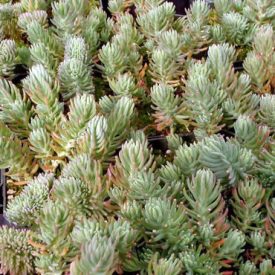 Sedum reflexum f. cristatum-varjúháj
