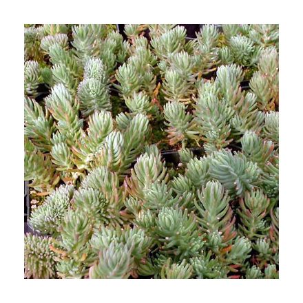 Sedum reflexum f. cristatum-varjúháj