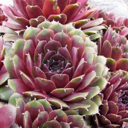 Sempervivum BIGSAM 'Pink Pomelo'-kövirózsa