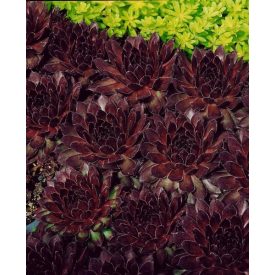 Sempervivum 'Pickwick'-kövirózsa
