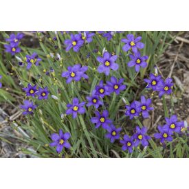   Sisyrinchium angustifolium 'Lucerne'-Keskenylevelű sásbokor