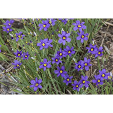 Sisyrinchium angustifolium 'Lucerne'-Keskenylevelű sásbokor